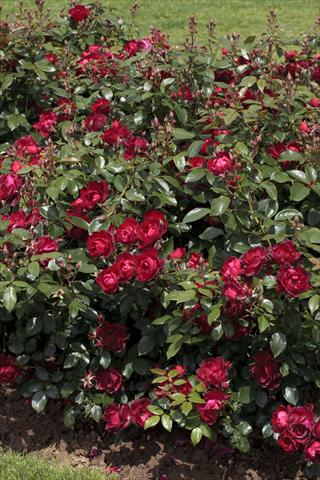 photo of flower to be used as: Bedding / border plant Rosa paesaggistica Cherry Bonica®