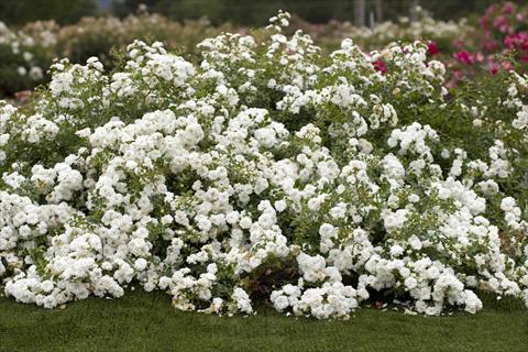 photo of flower to be used as: Bedding / border plant Rosa paesaggistica Icy Drift®