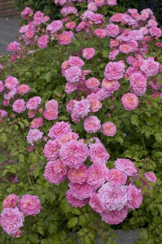 photo of flower to be used as: Bedding / border plant Rosa paesaggistica Sweet Drift®