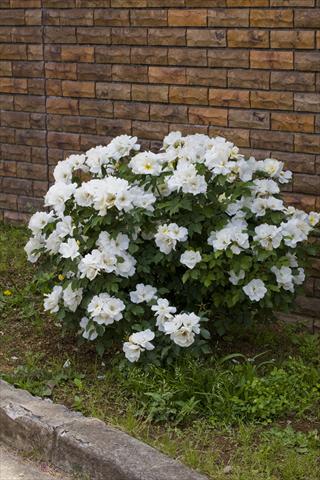 photo of flower to be used as: Bedding / border plant Rosa paesaggistica White Knock Out