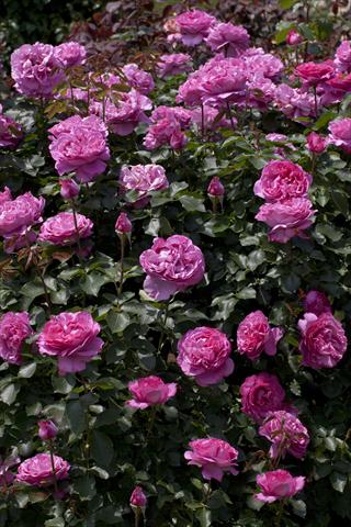 photo of flower to be used as: Bedding / border plant Rosa rampicante Gp Yves Piaget®