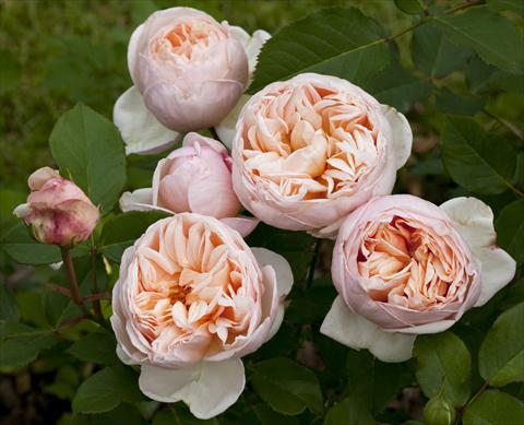 photo of flower to be used as: Bedding / border plant Rosa Tea Belle Romantica®