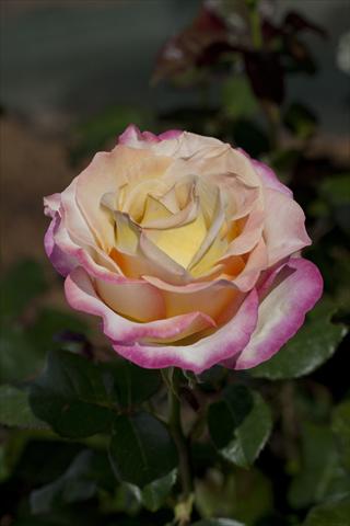 photo of flower to be used as: Bedding / border plant Rosa Tea Sweet Eureka®