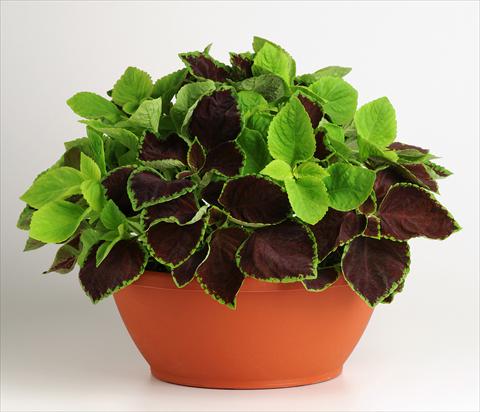 photo of flower to be used as: Pot, bedding, patio 2 Combo Fuseables® Coleus Chocolate Symphony