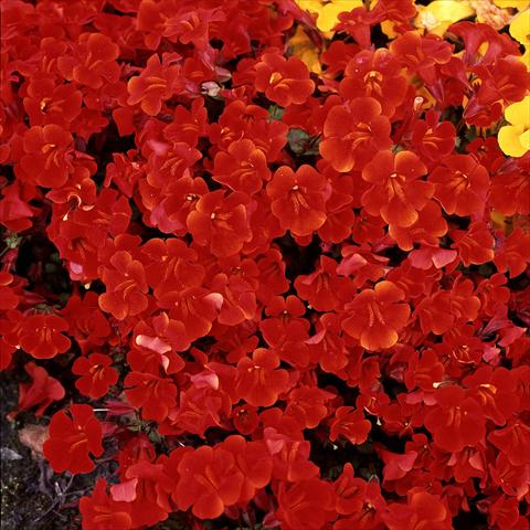 photo of flower to be used as: Basket / Pot Mimulus x hybrida F.1 Magic Red
