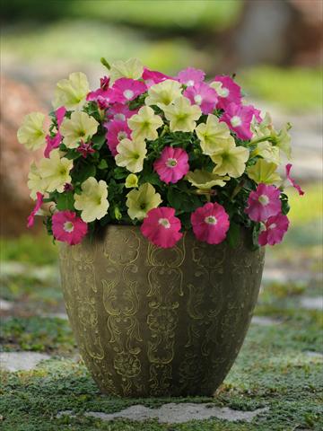 photo of flower to be used as: Pot, bedding, patio 2 Combo Fuseables® Petunia Flirtini