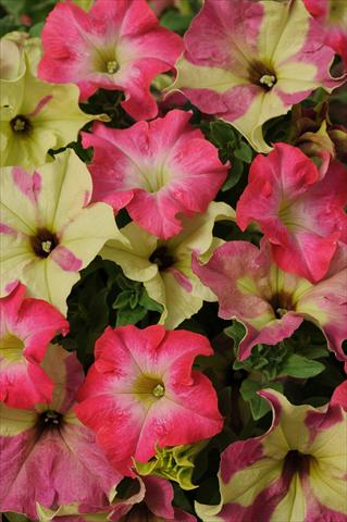 photo of flower to be used as: Pot, bedding, patio 2 Combo Fuseables® Petunia Lime Coral