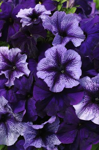 photo of flower to be used as: Pot, bedding, patio 2 Combo Fuseables® Petunia Pleasantly Blue