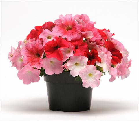 photo of flower to be used as: Pot, bedding, patio 3 Combo Fuseables® Petunia Strawberry Wine