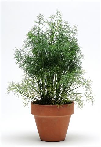 photo of flower to be used as: Bedding, patio, basket Anetum graveolens SimplyHerbs Dill