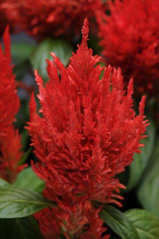 photo of flower to be used as: Pot Celosia plumosa First Flame Orange