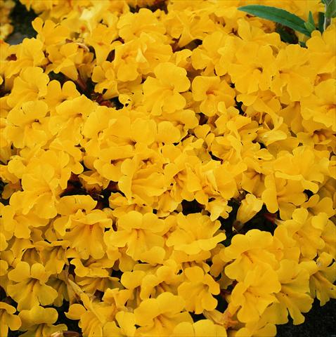 photo of flower to be used as: Basket / Pot Mimulus x hybrida F.1 Magic Yellow