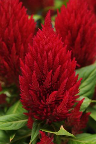 photo of flower to be used as: Pot Celosia plumosa First Flame Red