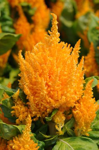 photo of flower to be used as: Pot Celosia plumosa First Flame Yellow