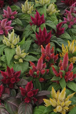 photo of flower to be used as: Pot Celosia spicata Kosmo Mixture Improved