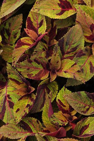 photo of flower to be used as: Pot and bedding Coleus Mighty Mosaic