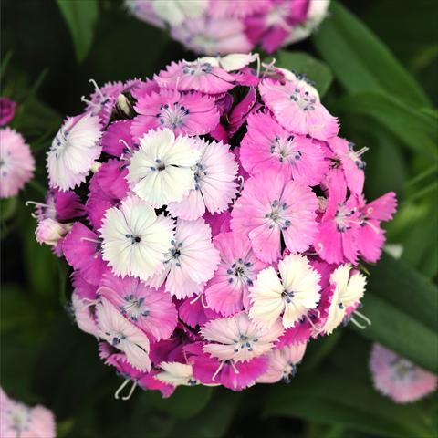 photo of flower to be used as: Pot and bedding Dianthus barbatus Dash Magician