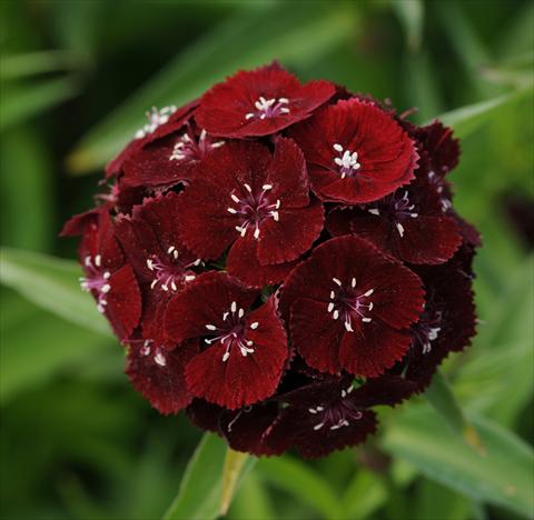 photo of flower to be used as: Pot and bedding Dianthus barbatus Sweet Black Cherry
