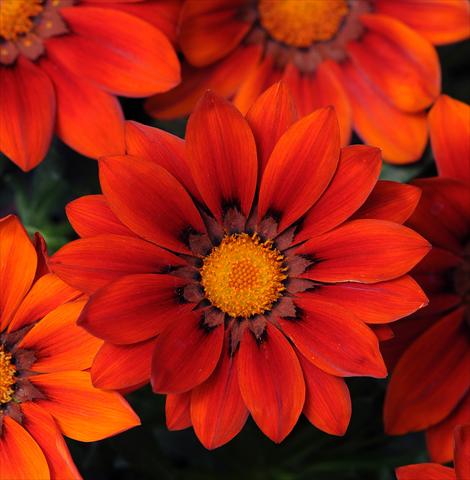 photo of flower to be used as: Bedding / border plant Gazania rigens New Day Red Shades