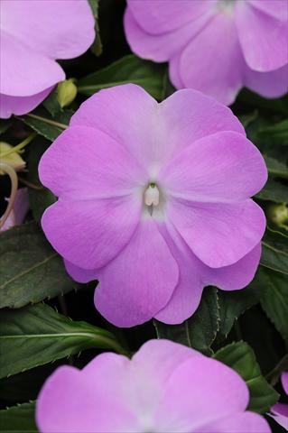 photo of flower to be used as: Pot, bedding, patio, basket Impatiens N. Guinea Divine Blue Pearl