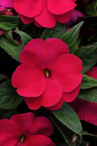 photo of flower to be used as: Pot, bedding, patio, basket Impatiens N. Guinea Divine Burgundy