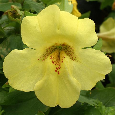 photo of flower to be used as: Basket / Pot Mimulus x hybrida F.1 Maximus Lemon Yellow