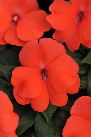 photo of flower to be used as: Pot, bedding, patio, basket Impatiens N. Guinea Divine Melon