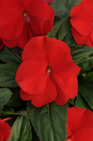 photo of flower to be used as: Pot, bedding, patio, basket Impatiens N. Guinea Divine True Red