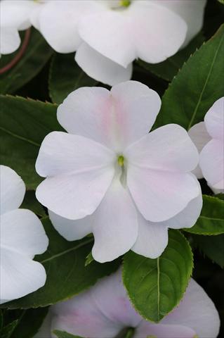 photo of flower to be used as: Pot, bedding, patio, basket Impatiens N. Guinea Divine White Blush