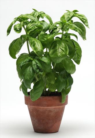 photo of flower to be used as: Pot and bedding Ocimum basilicum SimplyHerbs Basil
