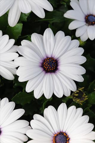 photo of flower to be used as: Pot and bedding Osteospermum Akila White Improved