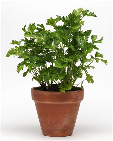 photo of flower to be used as: Pot and bedding Petroselinum crispum SimplyHerbs Parsley