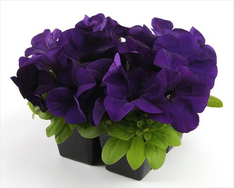 photo of flower to be used as: Pot, bedding, patio, basket Petunia grandiflora Ez Rider Blue