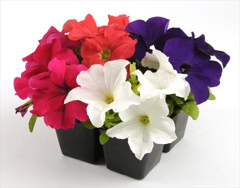photo of flower to be used as: Pot, bedding, patio, basket Petunia grandiflora Ez Rider Chopper Mixture