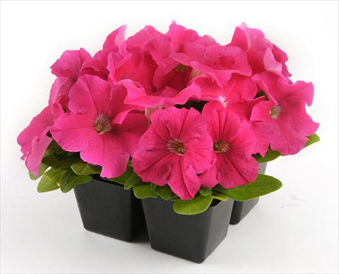 photo of flower to be used as: Pot, bedding, patio, basket Petunia grandiflora Ez Rider Deep Pink