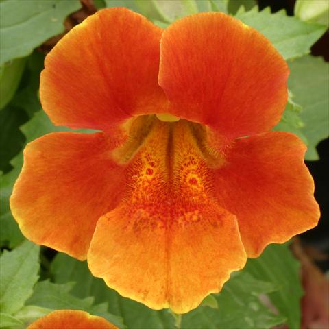 photo of flower to be used as: Basket / Pot Mimulus x hybrida F.1 Maximus Orange