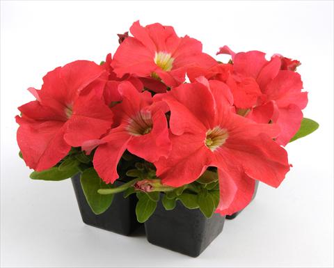 photo of flower to be used as: Pot, bedding, patio, basket Petunia grandiflora Ez Rider Deep Salmon