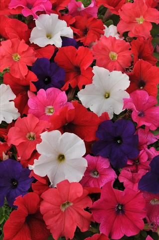 photo of flower to be used as: Pot, bedding, patio, basket Petunia grandiflora Ez Rider Mixture