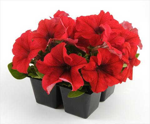 photo of flower to be used as: Pot, bedding, patio, basket Petunia grandiflora Ez Rider Red