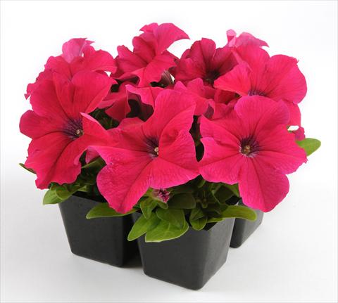 photo of flower to be used as: Pot, bedding, patio, basket Petunia grandiflora Ez Rider Rose