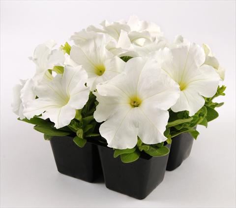 photo of flower to be used as: Pot, bedding, patio, basket Petunia grandiflora Ez Rider White