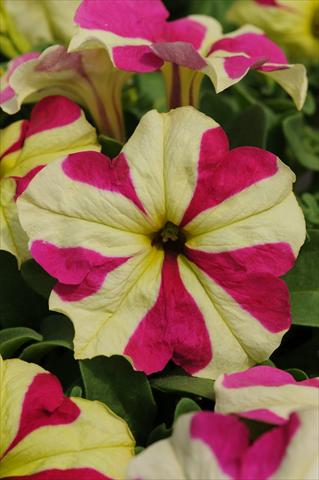 photo of flower to be used as: Pot, bedding, patio, basket Petunia grandiflora Sophistica Lime Bicolour Improved