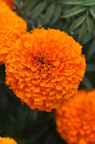 photo of flower to be used as: Bedding pot or basket Tagetes erecta African Garland Orange