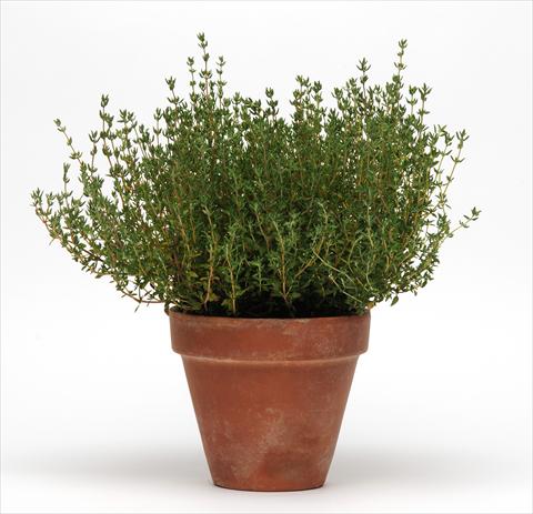 photo of flower to be used as: Pot and bedding Thymus vulgaris SimplyHerbs Thyme