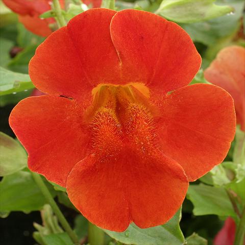 photo of flower to be used as: Basket / Pot Mimulus x hybrida F.1 Maximus Red Shades
