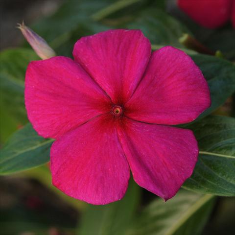 photo of flower to be used as: Pot and bedding Catharanthus roseus - Vinca Titan Burgundy Improved