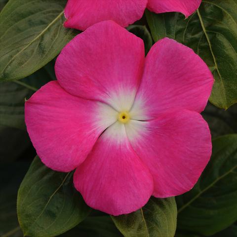 photo of flower to be used as: Pot and bedding Catharanthus roseus - Vinca Titan Rose Halo