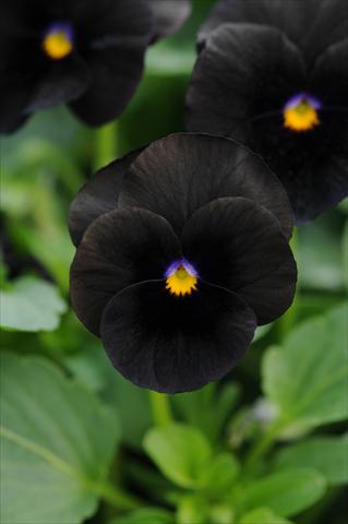 photo of flower to be used as: Pot and bedding Viola cornuta Sorbet™ Black Delight Improved