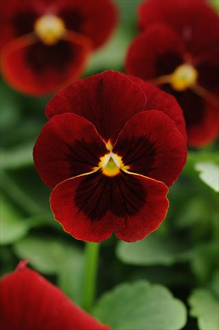 photo of flower to be used as: Pot and bedding Viola cornuta Sorbet™ Red Blotch