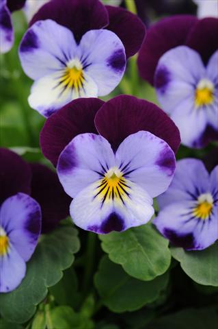 photo of flower to be used as: Pot and bedding Viola cornuta Sorbet™ XP Denim Jump Up